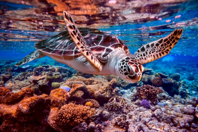 Sea turtle swimming